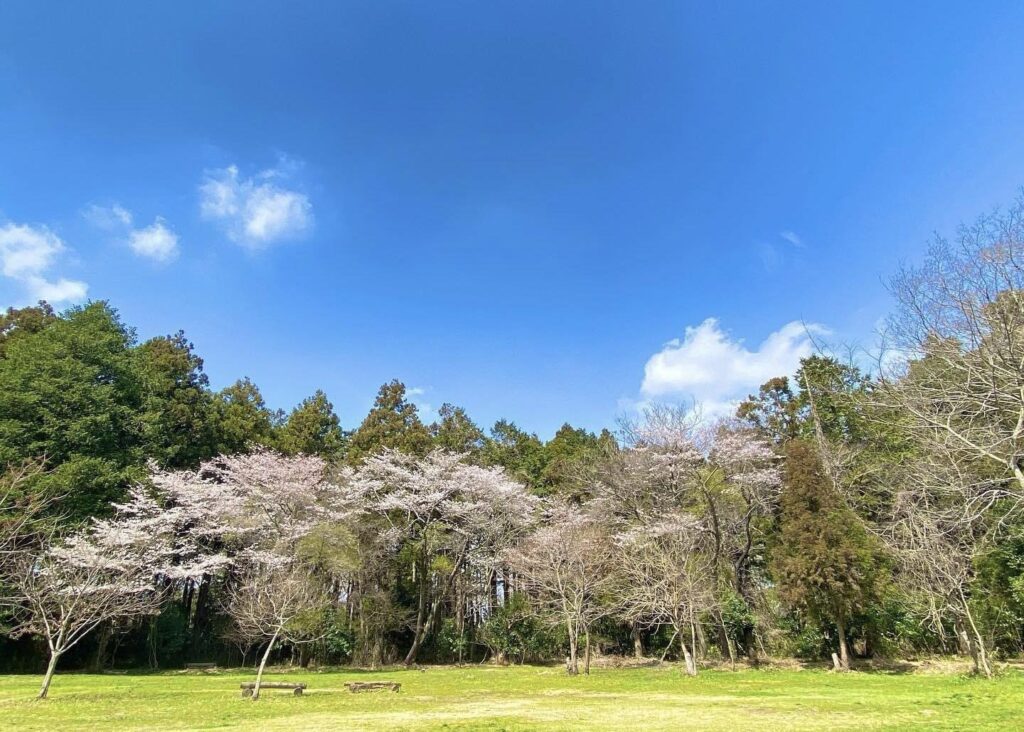 しもはじ埴輪キャンプ場の写真：山桜