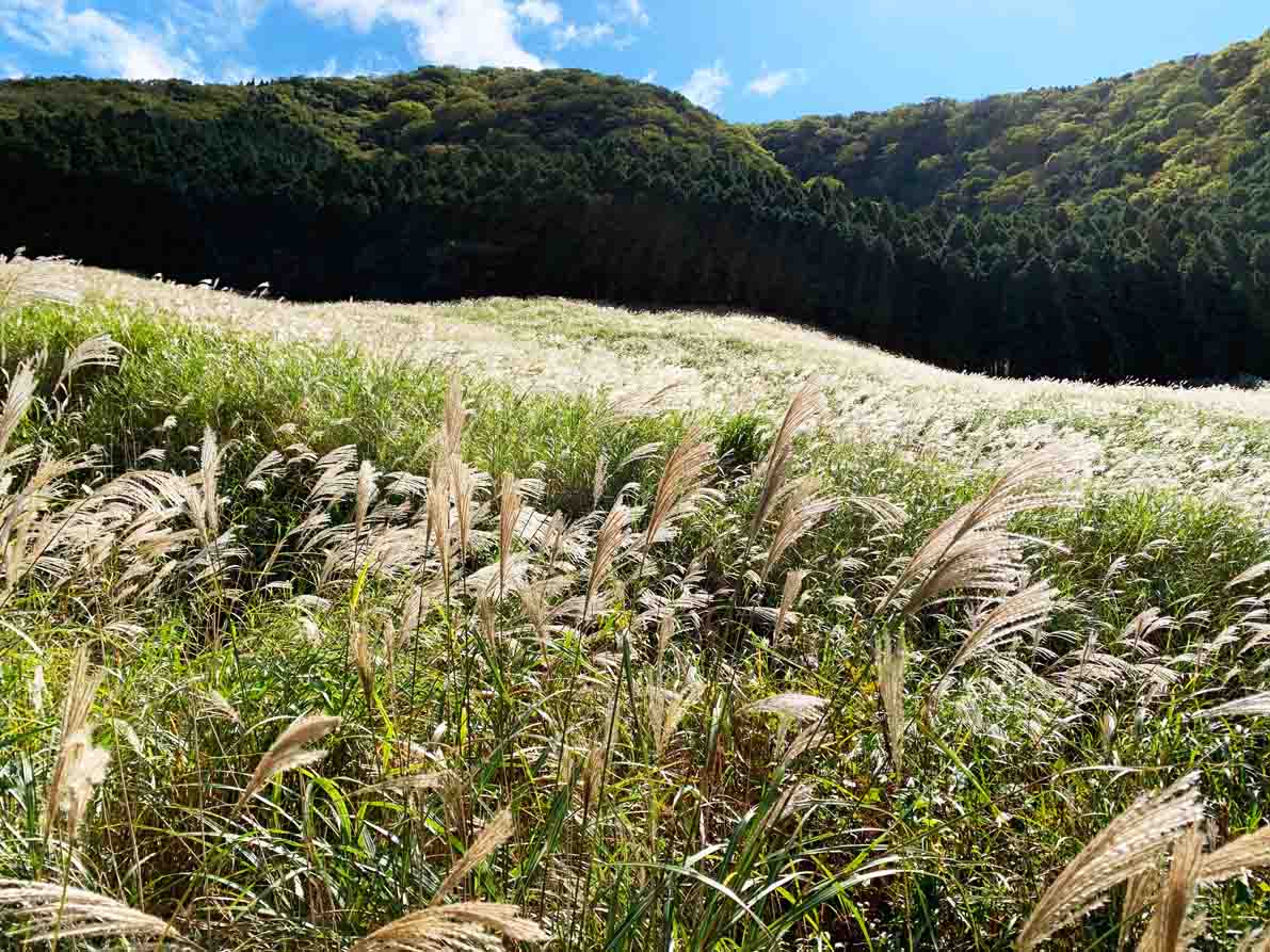 この秋、箱根のすすきは必見です！